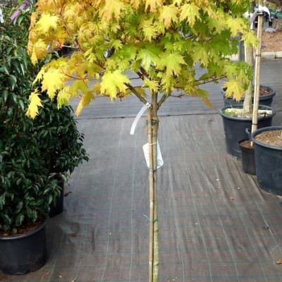 Клен остролистный «Голден Глоб» (Acer platanoides «Golden Globe»)