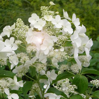 Гортензия метельчатая «Вайт Даймонд» (Hydrangea paniculata «White Diamond»)