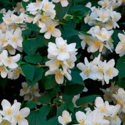 Чубушник венечный (Philadelphus coronarius). 
