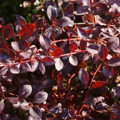 Барбарис оттавский «Аурикома» (Berberis × ottawensis «Auricoma»).