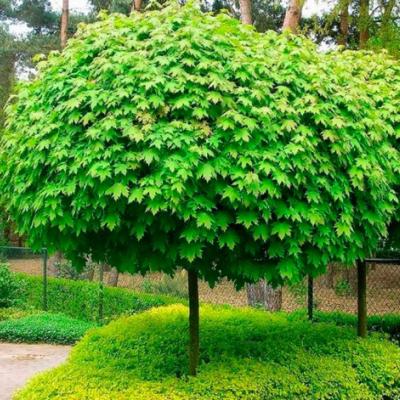 Клен остролистный (Acer platanoides)