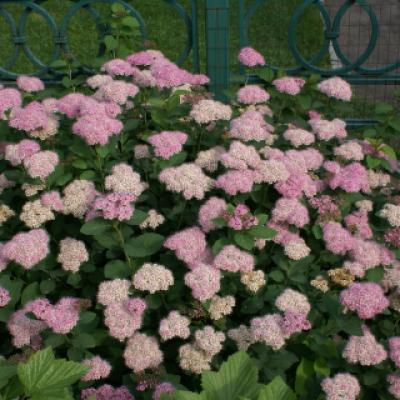 Спирея густоцветковая (Spiraea densiflora). 