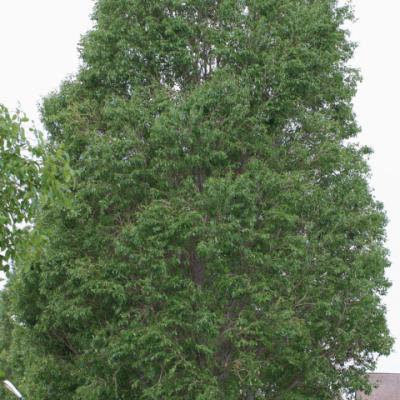 Тополь Симона, китайский (Populus chinensis)