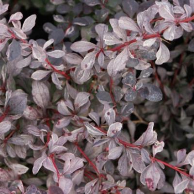 Барбарис оттавский «Сильвер Майлс» (Berberis × ottawensis «Silver Miles»)
