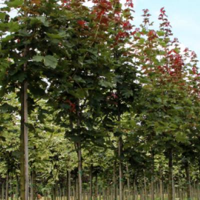 Клен остролистный «Дебора» (Acer platanoides «Deborah»).