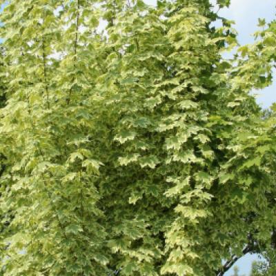 Клен остролистный «Друммонди» (Acer platanoides «Drummondii»).