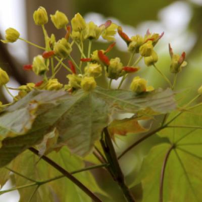 Клен остролистный «Эмералд Куин» (Acer platanoides «Emerald Queen»).