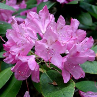 Рододендрон крупнейший (Rhododendron maximum). 