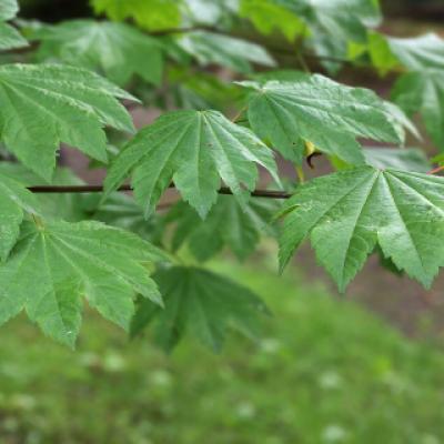 Клен завитой (Acer circinatum)