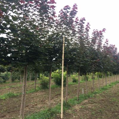 Клен остролистный «Файервью» (Acer platanoides «Fairview»).