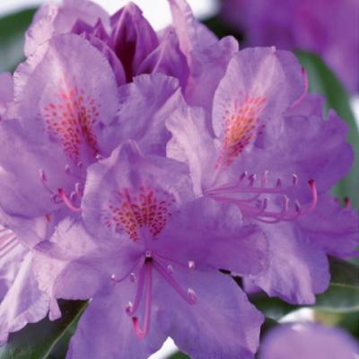 Рододендрон катевбинский «Катавбинс Грандифлорум» (Rhododendron «Catawbiense Grandiflorum») (A.Waterer 1850, GB).