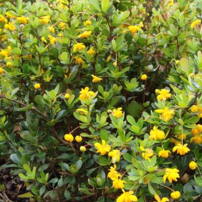 Барбарис «Индиан Саммер» (Berberis «Indian Summer»)