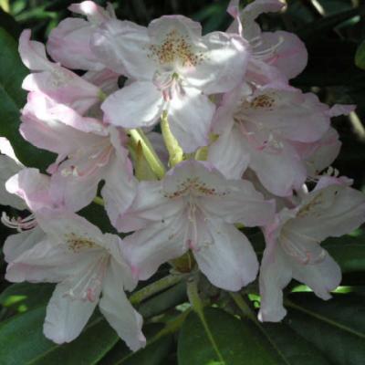 Рододендрон короткоплодный «Ст Мишель»= «Миккели» (Rhododendron «St Michel» = «Mikkeli»).