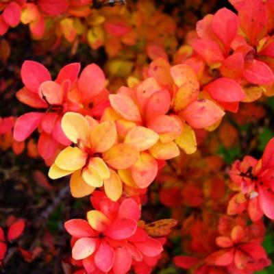 Барбарис Тунберга «Мария» (Berberis thunbergii «Maria»)