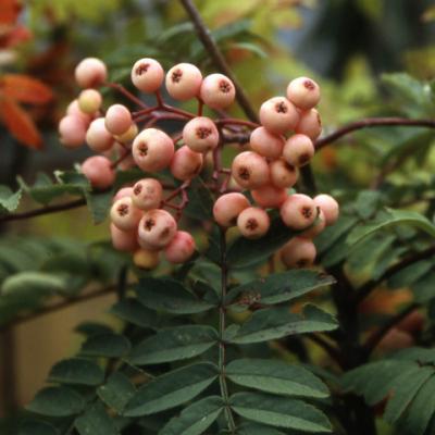 Рябина Арнольда «Kirsten pink» (Sorbus × arnoldiana «Kirsten Pink»)