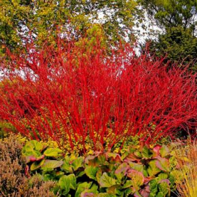 Дерен (лат. Cornus)