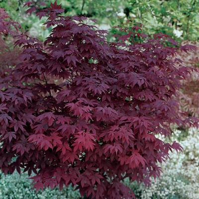 Клен веерный, дланевидный «Атропурпуреум» (Acer palmatum «Atropurpureum»)
