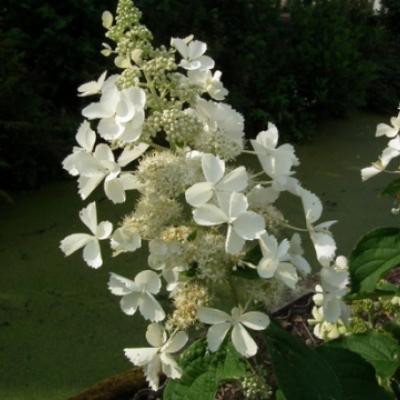Гортензия метельчатая «Вайт Леди» (Hydrangea paniculata «White Lady»)