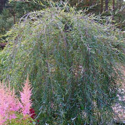 Ива Ледебура (Salix ledebouriana)