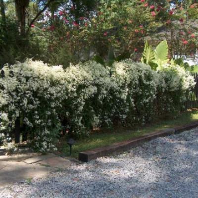 Клематис маньчжурский (Clematis manschurica Rupr.).