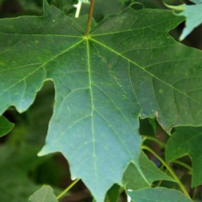 Клен остролистный «Глобозум» (Acer platanoides «Globosum»).