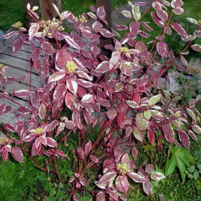 Дерен белый (Cornus alba). 