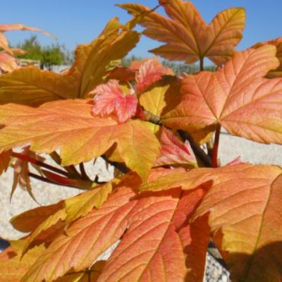Клен ложноплатановый, явор, белый клен «Брилиантиссиум» (Acer pseudoplatanus «Brilliantissimum»).
