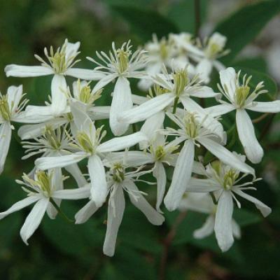 Клематис прямой (Clematis recta).