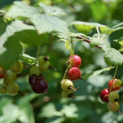 Смородина американская (Ribes americanum). 
