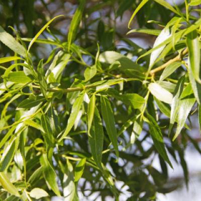 Ива (Salix)