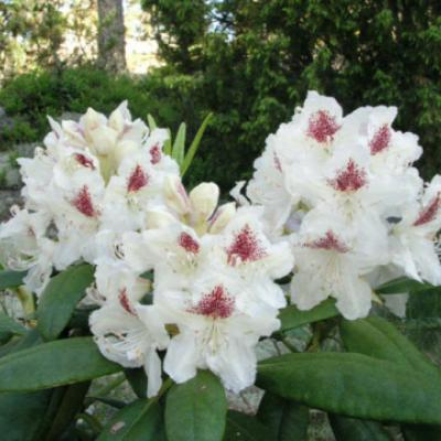 Рододендрон короткоплодный «П.М.А. Тигерштедт» (Rhododendron “P. M. A. Tigerstedt»). 