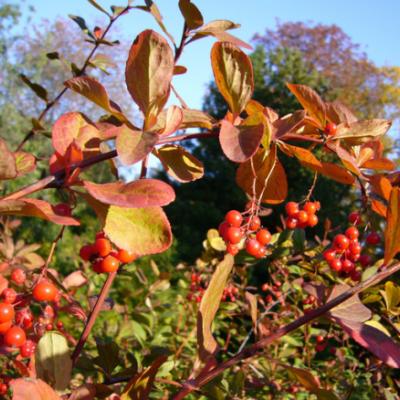 Барбарис корейский (Berberis koreana).