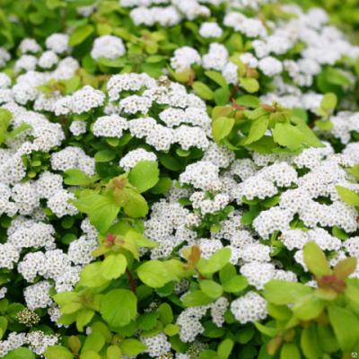 Спирея берёзолистная «Тор» (Spiraea betulifolia «Tor»).