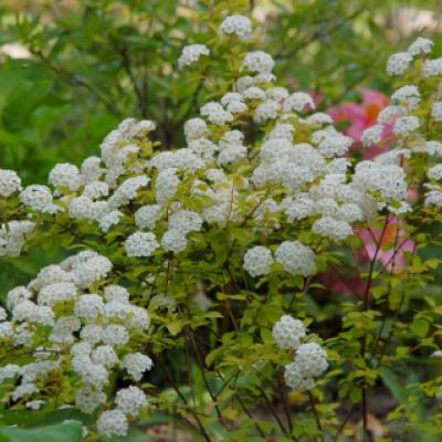 Спирея Вангутта «Голд Фантан» (Spiraea x vanhouttei «Gold Fountain»).