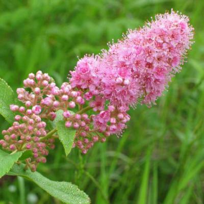 Спирея Дугласа (Spiraea douglasii). 