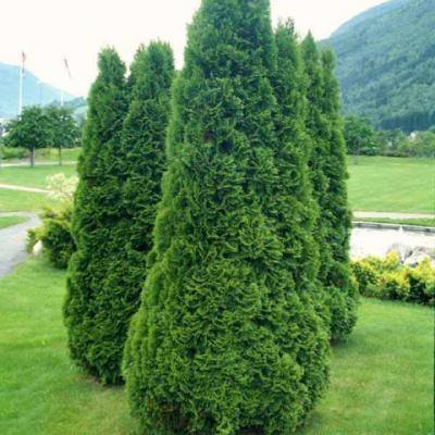 Туя западная «Холмструп» (Thuja occidentalis «Holmstrup»)