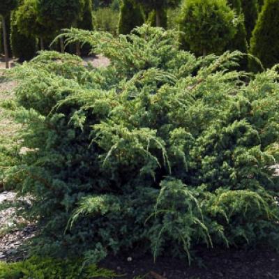 Можжевельник скальный "Ханнеторп" (Juniperus squamata "Hunnetorp")