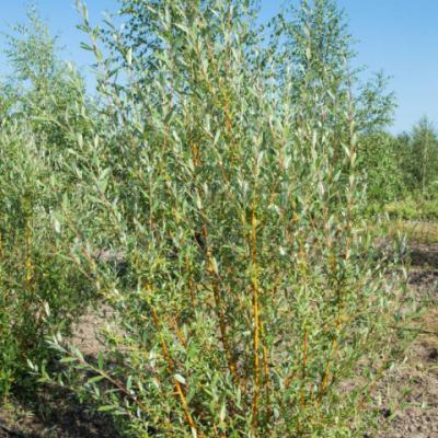 Ива «Памяти Бажова» (Salix «Pamyati Bazhova»)
