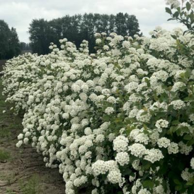 Спирея Вангутта (Spiraea x vanhouttei).