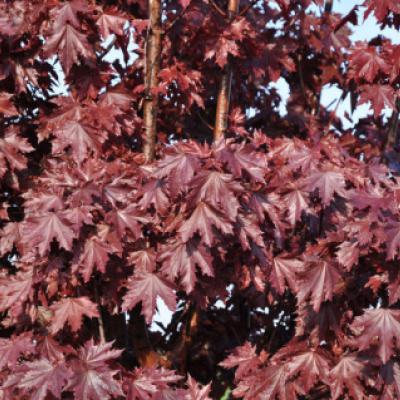 Клен остролистный «Кримсон Сентри» (Acer platanoides «Crimson Sentry»).