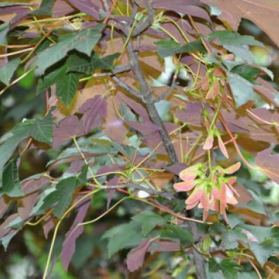 Клен ложноплатановый, явор, белый клен «Атропурпуреум» (Acer pseudoplatanus «Atropurpureum»)