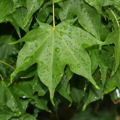 Клен мелколистный (Acer mono).