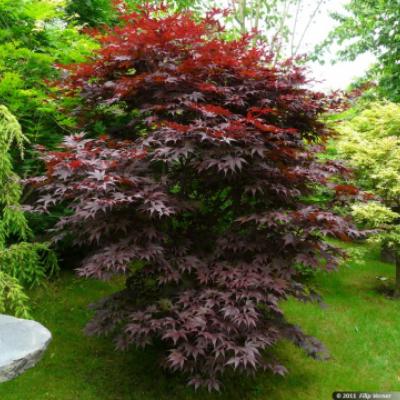 Клен веерный, дланевидный «Бладгуд» (Acer palmatum «Bloodgood»)