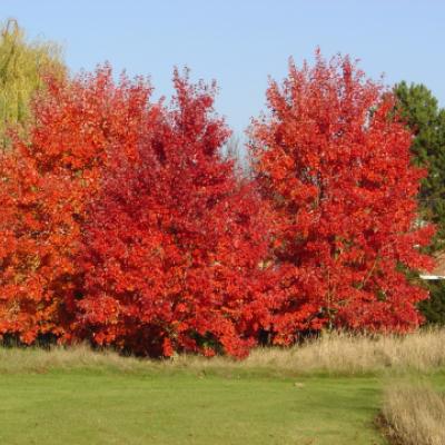 Клен красный «Октобер Глори» (Acer rubrum «October Glory»)