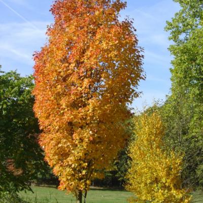 Клен красный «Колумнаре» (Acer rubrum «Columnare»)