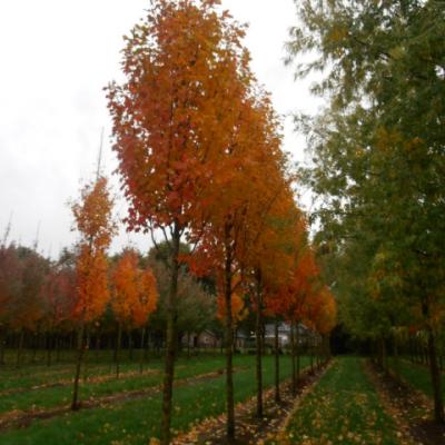 Клен красный «Сканлон» (Acer rubrum «Scanlon»)