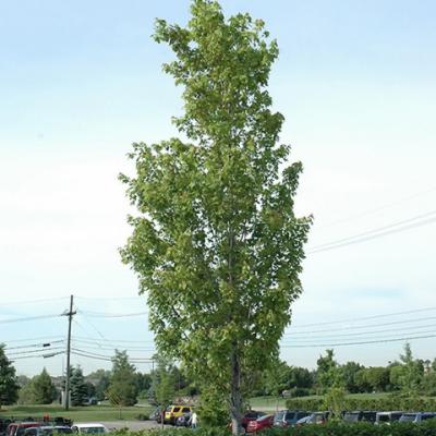 Клен остролистный «Олмстед» (Acer platanoides «Olmsted»).