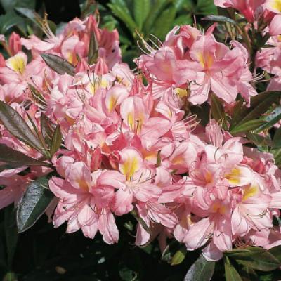 Рододендрон клейкий (Rhododendron viscosum). 