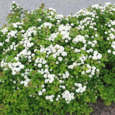 Спирея берёзолистная «Исланд» (Spiraea betulifolia «Island»).