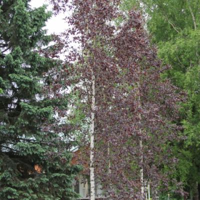 Береза пушистая (Betula pubescens var. pubescens)